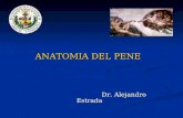 ANATOMIA DEL PENE ANATOMIA DEL PENE Dr. Alejandro Estrada Dr. Alejandro Estrada.
