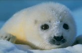 La matanza de las focas niñas empieza y aumenta rapidamente – y aliás nunca hay terminado... Niños Focas “Deberíamos ser capazes de recusarmos la viver.