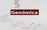 Tema 14: Genómica1 Genómica Genómica. Tema 14: Genómica2 Mapas genéticos y físicos Métodos de secuenciación de genomas Secuenciación ordenada (clon a.
