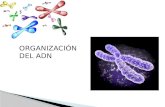 ORGANIZACIÓN DEL ADN.  Comprender el proceso de compactación del material genético.  Comprender la formación de cromosomas.  Identificar tipos de cromosomas.