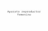 Aparato reproductor femenino. Órganos genitales internos Ovario Trompa uterina (oviducto) Útero Vagina.