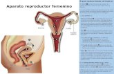Aparato reproductor femenino. Ovogénesis La producción de óvulos en los ovarios se inicia durante el desarrollo embrionario y en el momento del nacimiento.