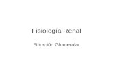 Fisiología Renal Filtración Glomerular. 3 mecanismos en la formación de la orina: 1.Filtración glomerular 2.Reabsorción tubular 3.Secreción tubular.