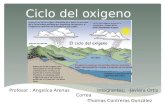 Ciclo del oxigeno Profesor : Angelica Arenas Integrantes: -Javiera Ortiz Correa -Thomas Contreras González.