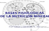 BASES FISIOLÓGICAS DE LA NUTRICIÓN MINERAL Prof. Cástor L. Zambrano N., MSc.