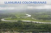 ¿Cuales son las cuatro llanuras de Colombia? A) LA ORINOQUIA, AMAZONIA, LLANURA DEL PACIFICO, LLANURA DEL CARIBE B) LA ORINOQUIA, LA AMAZONIA, LLANURA.