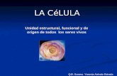 Unidad estructural, funcional y de origen de todos los seres vivos LA CéLULA Q.B. Susana Yesenia Arévalo Estrada.