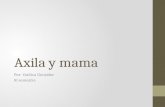 Axila y mama Por: Yashica González XI semestre. Axila.