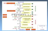 FRUCTOSA MANOSA GALACTOSA ENTRADA DE OTROS MONOSACARIDOS A LA VIA GLICOLITICA Gal-1-P Glu-6-P Fru-1-PGli-3-P Fructosa Fructosa-6-P Manosa-6-P Fructosa-6-P.