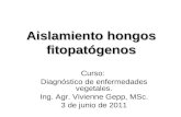 Aislamiento hongos fitopatógenos Curso: Diagnóstico de enfermedades vegetales. Ing. Agr. Vivienne Gepp, MSc. 3 de junio de 2011.