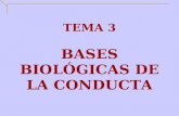 TEMA 3 BASES BIOLÓGICAS DE LA CONDUCTA. 1. LA HERENCIA BIOLÓGICA Gregor Mendel es el padre de la Genética y el descubridor de las leyes de la herencia.