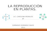 LA REPRODUCCIÓN EN PLANTAS. LIC. CAROLINA MORALES 8º GIMNASIO DOMINGO SAVIO 2015.