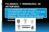 PICADURAS Y MORDEDURAS DE ARTROPODOS  Los artrópodos son animales invertebrados que incluyen una gran variedad de especies, clases y órdenes. Muchos de.