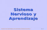 Procesos Neuropsicológicos de Aprendizaje y Modelos Educativos U1 / 1 Sistema Nervioso y Aprendizaje.