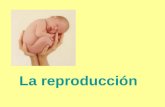 La reproducción. Ciclo reproductor en helechos Ciclo reproductor en musgos.