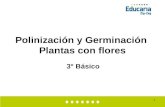 1 Polinización y Germinación Plantas con flores 3° Básico.