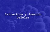 Estructura y función celular. Breve historia de la Biología Celular El estudio de la célula a través del ojo humano. Desarrollo la tecnología de imágenes.