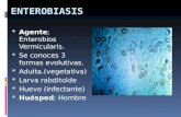 ENTEROBIASIS  Agente; Enterobios Vermicularis.  Se conoces 3 formas evolutivas.  Adulta.(vegetativa)  Larva rabditoide  Huevo (infectante)  Huésped;