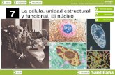 INICIOESQUEMARECURSOS Biología La célula, unidad estructural y funcional. El núcleo SALIRANTERIOR 7 La célula, unidad estructural y funcional. El núcleo.