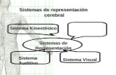 Sistemas de representación cerebral cerebral Sistemas de Sistemas deRepresentación Representación Sistema Kinestésico Sistema Visual Sistema Auditivo.