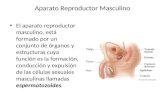 Aparato Reproductor Masculino El aparato reproductor masculino, está formado por un conjunto de órganos y estructuras cuya función es la formación, conducción.