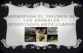ARTRÓPODA:EL TRIUNFO DE LOS ANIMALES ECDIZOSOOS ARTICULADOS.