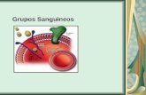 Grupos Sanguineos. Las dos clasificaciones más importantes para describir grupos sanguíneos en humanos son ABO y el factor Rh. Las transfusiones de sangre.