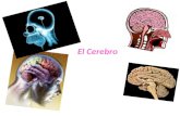 El Cerebro. ¿Qué es el cerebro? Es un órgano de estructura y funcionamiento complejo. Encargado de controlar las funciones fisiológicas e interpretar.