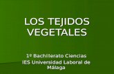 LOS TEJIDOS VEGETALES 1º Bachillerato Ciencias IES Universidad Laboral de Málaga.