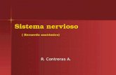 Sistema nervioso ( Recuerdo anatómico) R. Contreras A.