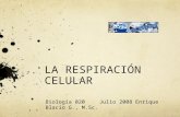 LA RESPIRACIÓN CELULAR Biología 020Julio 2008Enrique Blacio G., M.Sc.