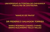 UNIVERSIDAD AUTONOMA DE CHIHUAHUA FACULTAD DE ZOOTECNIA “MANEJO DE PAVOS” DR FEDERICO SALVADOR TORRES MARIO RODRIGO CHAVEZ CHAVEZ MARIO ALEJANDRO TELLO.
