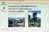 Estrategias de conservación de especies Leucaena salvadorensis: variación genética y conservación David Boshier.