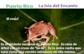 Puerto Rico La Isla del Encanto El coquí Es el símbolo nacional de Puerto Rico. Es rana de árbol con un croac de “ko-kí”. Es la única ranita que nace como.