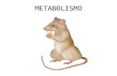 METABOLISMO. DEFINICIÓN El metabolismo es la suma de todas las reacciones que ocurren en un organismo La actividad metabólica está muy relacionada a la.