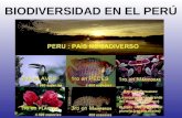 BIODIVERSIDAD EN EL PERÚ. En el Perú se pueden encontrar 84 de las 114 zonas de vida identificadas en nuestro planeta; su rica biodiversidad esta representada.