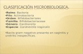 Reino: Bacteria Filo: Actinobacteria Orden: Bifidobacteriales Familia: Bifidobacteriaceae G©nero: Gardnerella Especie: Gardnerella Vaginalis Bacilo gram