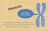 Meiosis Comprender la importancia de la meiosis como proceso disminución del número de cromosomas Una división haploide necesaria para la variabilidad.