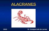 ALACRANES Dr. Enrique Lelo de Larrea2013. ALACRANES Fatalidades humanas relacionadas a los animales Las picaduras por alacrán en el 2° Lugar Después de.