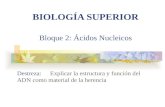 BIOLOGÍA SUPERIOR Bloque 2: Ácidos Nucleicos Destreza: Explicar la estructura y función del ADN como material de la herencia.