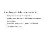 Inactivación del cromosoma X: Compensación de dosis génica Variabilidad fenotípica de los heterocigotos, Mosaicismo Aspectos moleculares de la Lionización.