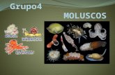 Los moluscos (Mollusca, del latín molluscum "blando") forman uno de los grandes filos del reino animal. Son invertebrados protóstomos celomados, triblásticos.