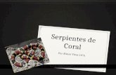 Serpientes de Coral Por Álvaro Vivas 10°A. Características 0 Las serpientes de coral o “rabo de ají” se caracterizan por tener colores vívidos en forma.
