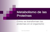 Prof. Viviana Sabbatino 1 Metabolismo de las Proteínas Cómo se transforman las proteínas en el organismo.