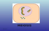 25-04-20151 MEIOSIS. 25-04-20152 Proceso mediante el cual una célula diploide (2n) da origen a 4 células haploides (n)