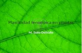 Plasticidad fenotípica en plantas M. Solís-DelValle.