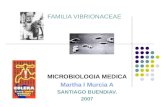 FAMILIA VIBRIONACEAE MICROBIOLOGIA MEDICA Martha I Murcia A SANTIAGO BUENDIAV. 2007.