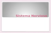 Sistema Nervioso. El Sistema Nervioso tiene tres funciones principales: sensitiva, integradora y motora. Actúa por medio de impulsos nerviosos. Genera.