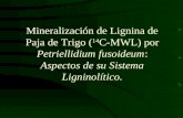 Mineralización de Lignina de Paja de Trigo ( 14 C-MWL) por Petriellidium fusoideum: Aspectos de su Sistema Ligninolítico.