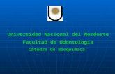 Universidad Nacional del Nordeste Facultad de Odontología Cátedra de Bioquímica.